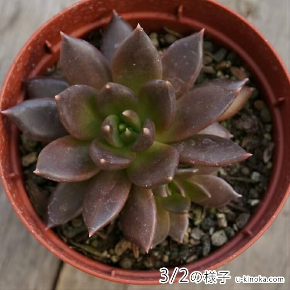 Amazon.co.jp: ブラックプリンス 7.5cmポット 多肉植物